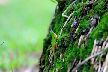 lagarto sobre musgo