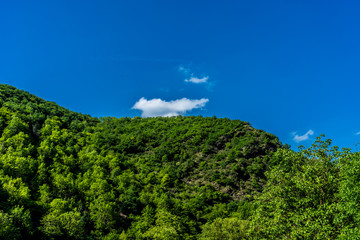 Germany, Moselkern Forest, a blue and green bushes