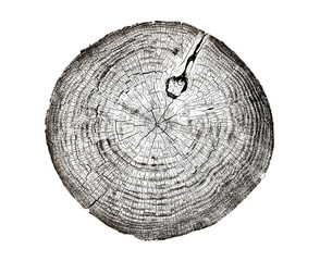 Piece of wood circle with growth rings on a white background. Black and white felled tree trunk...