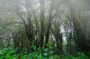 Miracle wet leaves and trees in tropical evergreen forest