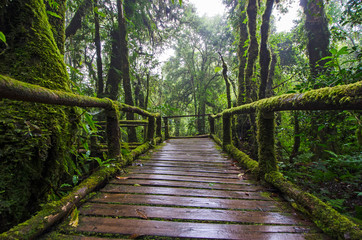 Wet bridge with protection fence with beautiful green moss in rainforest