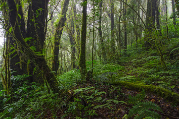 Fototapeta na wymiar Wonderful trees and green ferns in rainforest on the mountain