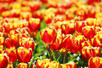 かわいいチューリップ