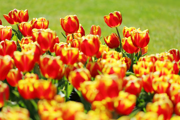 かわいいチューリップ