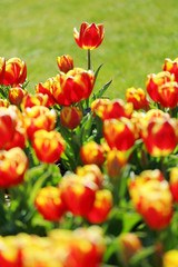 かわいいチューリップ