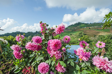 Beautiful pink dahlia flowers with mountain background