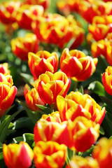 かわいいチューリップ