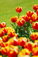 かわいいチューリップ