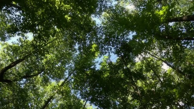 Looking Up Riding Under Tall Full Trees With Pockets of Blue Sky In Background
