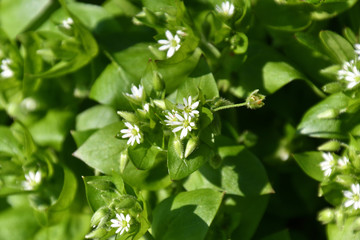 小さな白い花を咲かせたハコベ