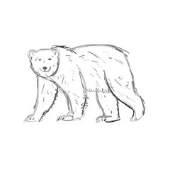 Polar Bear, sketch isolated on white background