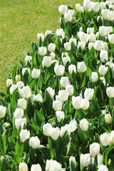 かわいいチューリップ