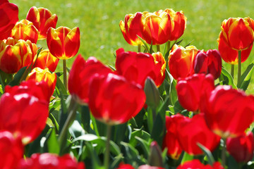 かわいいチューリップ