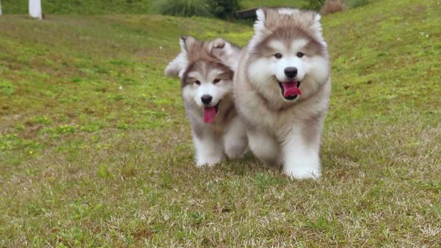 malamute dog puppy