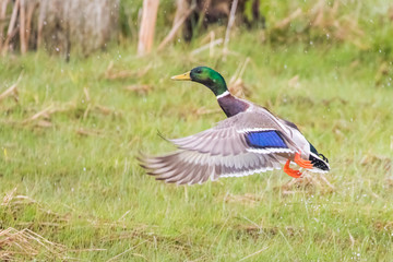 Male Drake Mallard Jumped from a Grassy Pond