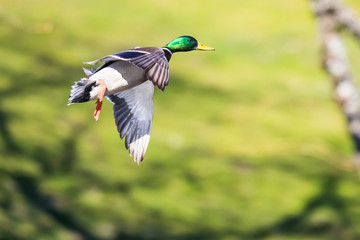 Male Drake Mallard in Flight Landing Against a Bright Green Background