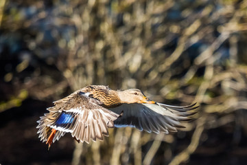 Hen Mallard Concentrating Intently on Landing