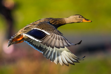 Beautiful Hen Mallard Flies Past a Green Background
