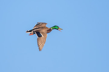 Obraz premium Male Drake Mallard in Flight Calls to Flock While Landing 