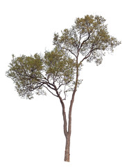 Isolated tree on white background