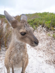 Kängurus am Lucky Bay