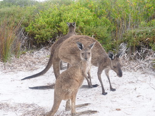 Kängurus am Lucky Bay
