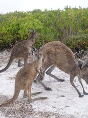 Kängurus am Lucky Bay