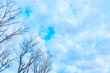 青空と雲と葉の落ちた木