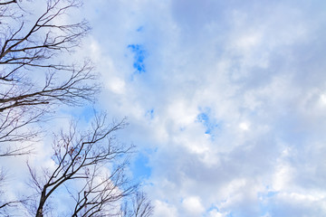 青空と雲と葉の落ちた木