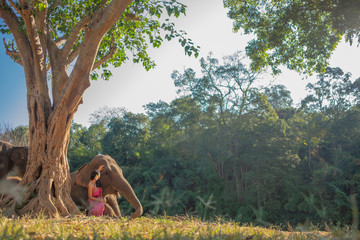 Beautiful thai women wearing traditional thai clothes sitting on an elephant in nature park thailand, woman concept