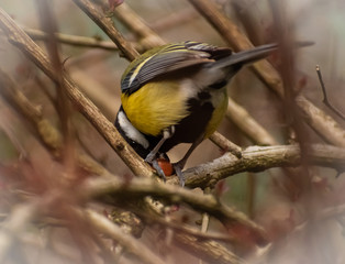 great tit on a branch