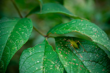 huésped de la naturaleza