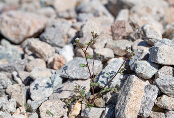 Twin phacelia (Phacelia affinis) is a small white flowered Mojave Desert annual herb that grows occasionally in washes, on rocky slopes, or around rock outcroppings.