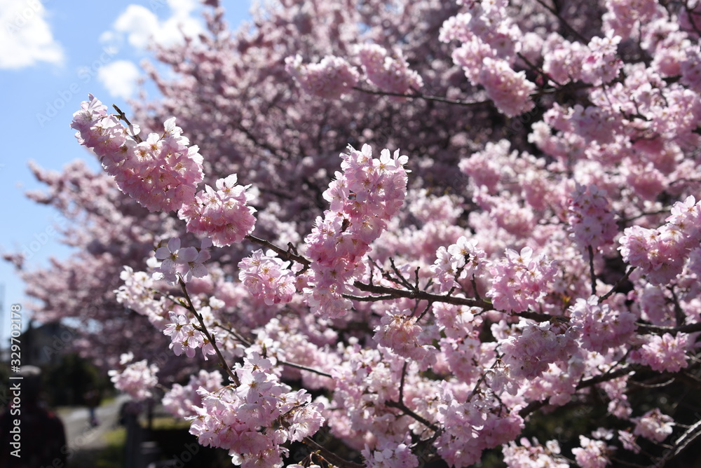 Sticker cherry blossoms in full bloom / scenes of spring in japan