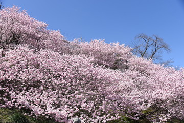 Cherry Blossoms in Full Bloom / Scenes of Spring in Japan