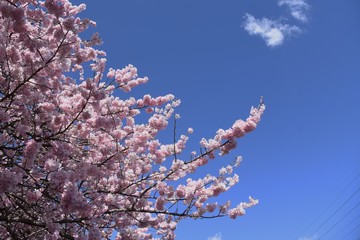 Cherry Blossoms in Full Bloom / Scenes of Spring in Japan