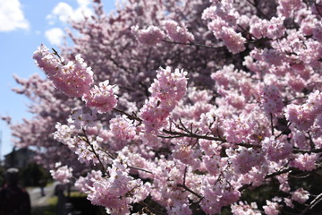 Cherry Blossoms in Full Bloom / Scenes of Spring in Japan