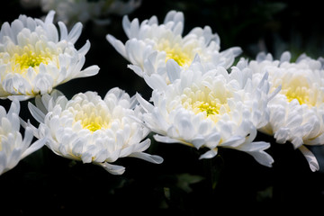 Bunch of blooming white chrysanthemum flower on over isolated black background.