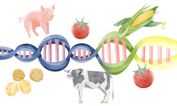 遺伝子組み換え食品イメージイラスト
