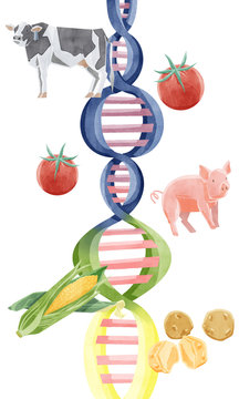 遺伝子組み換え食品イメージイラスト
