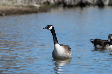 Canada Goose leaning while swimming
