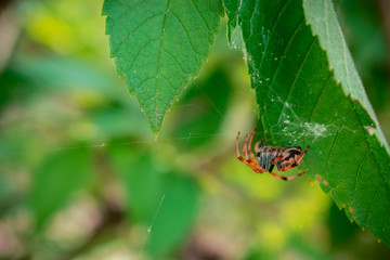 huésped de la naturaleza