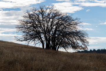 Silhouette of a tree on a hill in late autumn