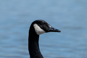 Closeup profile of Canada Goose head