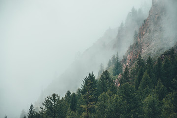 Gloomy foggy scenery with rocky mountain behind coniferous trees in low cloud. Atmospheric ghostly...