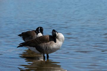 Pair of Canadian Geese cleaning their feathers