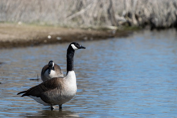 Pair of Canadian Geese wading in water