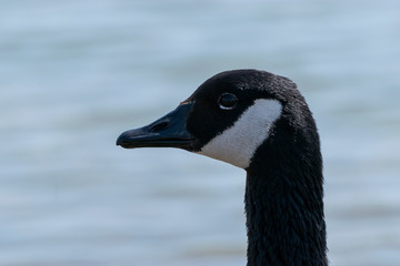 Profile of beautiful Canada Goose head