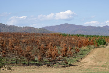 Fototapeta na wymiar Australian Bush fire in Victoria at Lake Buffalo, pine plantation destroyed and natural forest burnt.