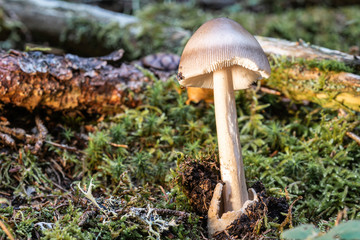 Champignon